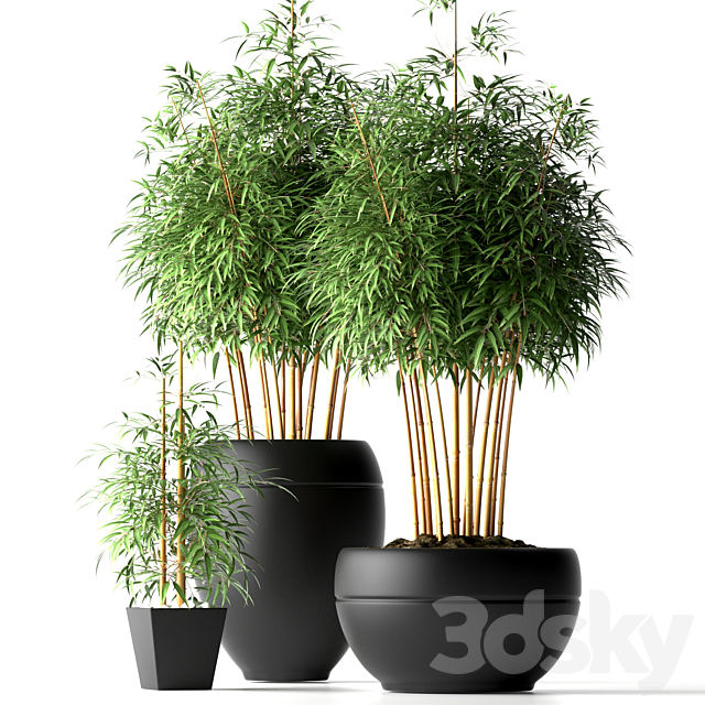 BAMBOO PLANTS 18 3DSMax File - thumbnail 1