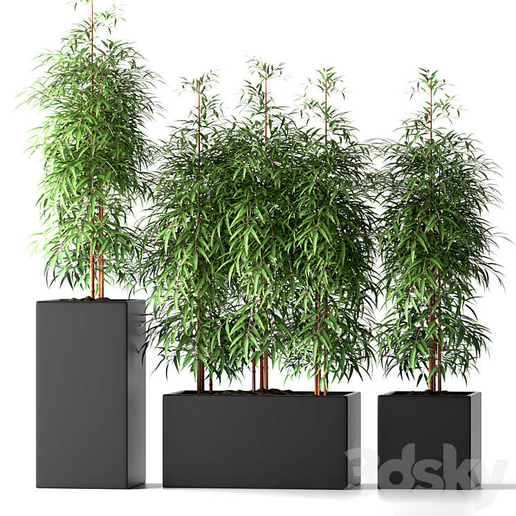 BAMBOO PLANTS 20 3DS Max - thumbnail 1