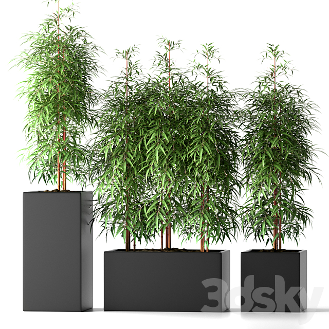 BAMBOO PLANTS 20 3DSMax File - thumbnail 1