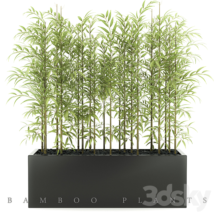 BAMBOO PLANTS 49 3DS Max - thumbnail 1