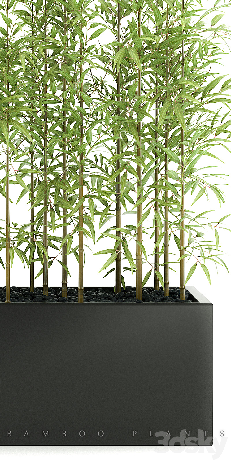 BAMBOO PLANTS 49 3DS Max - thumbnail 2