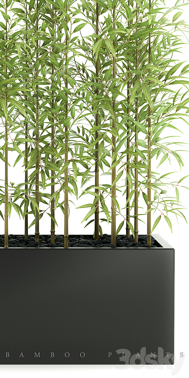 BAMBOO PLANTS 49 3DSMax File - thumbnail 2