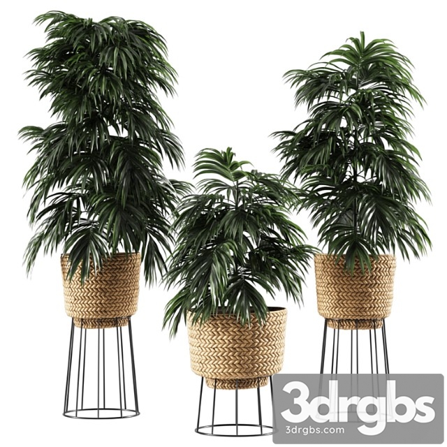 Bamboo vase plant - thumbnail 1