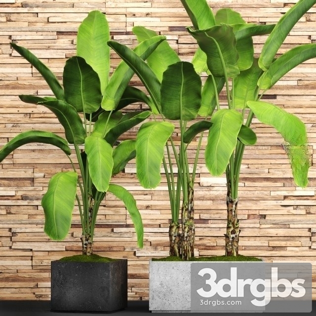 Banana Big Set Plant 3dsmax Download - thumbnail 1