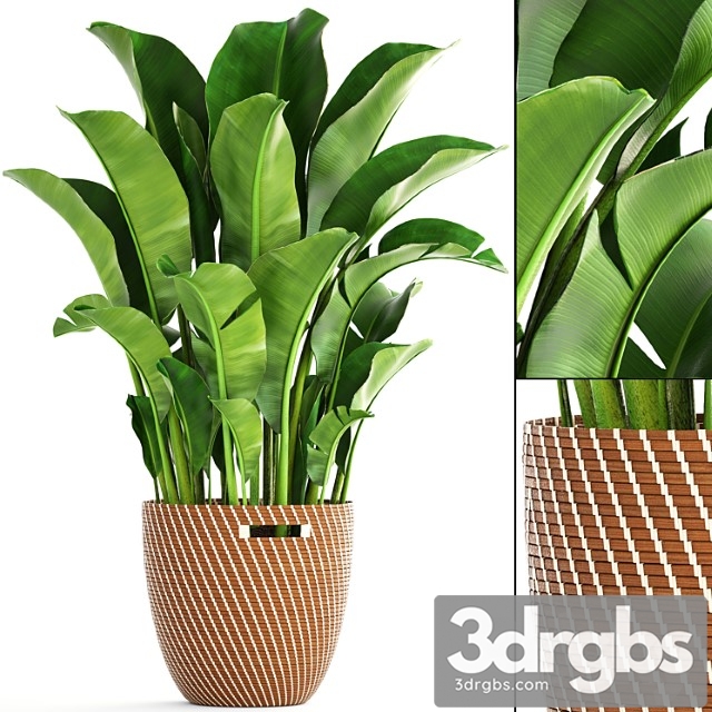 Banana palm 1. banana palm, basket, rattan, decorative, room, interior, pot, bush, strelitzia - thumbnail 1