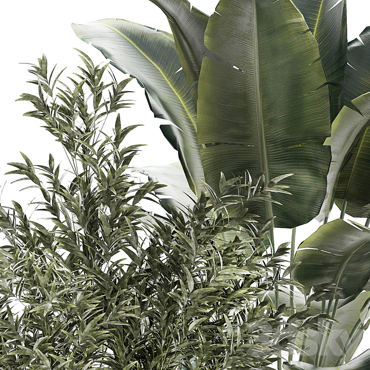 Banana palm and Ficus lyrata in a pot with bamboo bush. Plant collection 1299 3DS Max Model - thumbnail 2