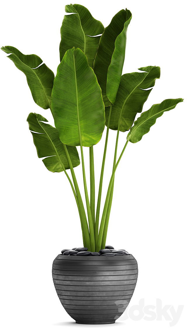 Banana palm in the pot 4. flowerpot decorative black loft decor room 3DS Max Model - thumbnail 2