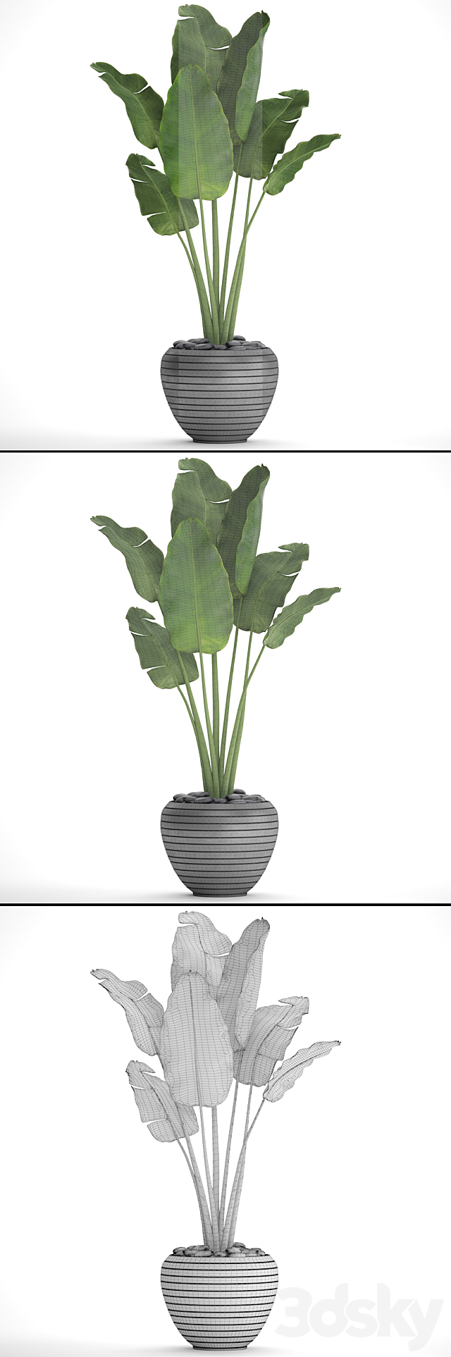 Banana palm in the pot 4. flowerpot decorative black loft decor room 3DS Max Model - thumbnail 3