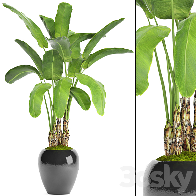 Banana palm in the pot 5. Strelitzia. bush. flowerpot. flower 3DSMax File - thumbnail 1