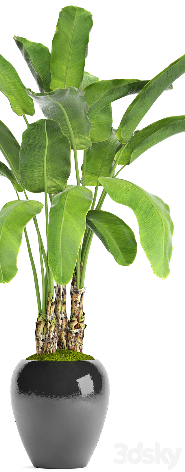 Banana palm in the pot 5. Strelitzia. bush. flowerpot. flower 3DSMax File - thumbnail 2