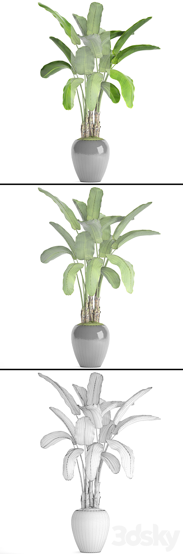 Banana palm in the pot 5. Strelitzia. bush. flowerpot. flower 3DSMax File - thumbnail 3