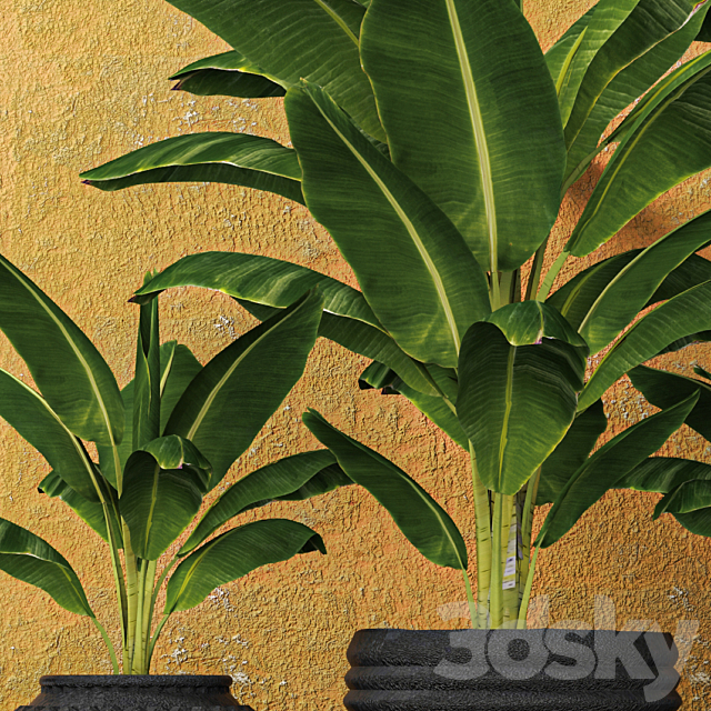 Banana palms. 3 pcs. flower pot flowerpot outdoor exotic 3DS Max Model - thumbnail 3