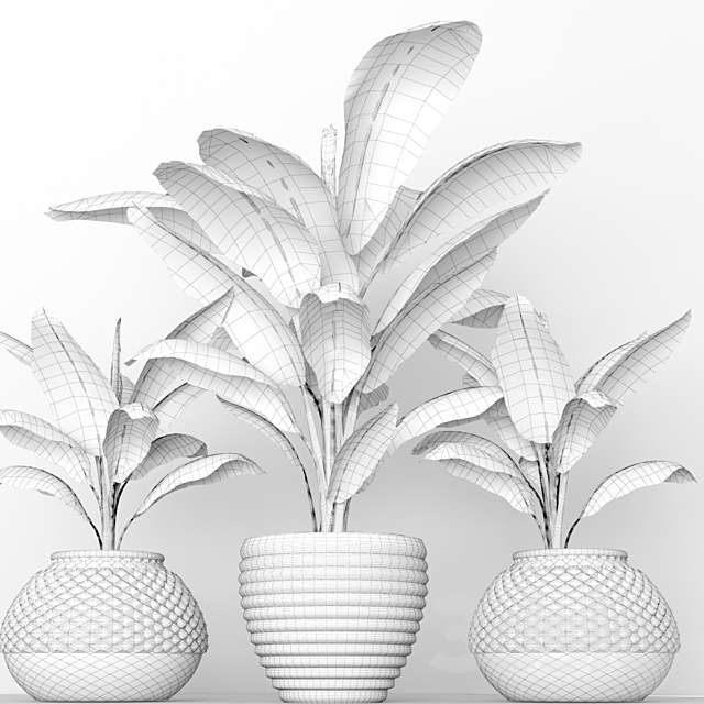 Banana palms. 3 pcs. flower pot flowerpot outdoor exotic 3DS Max Model - thumbnail 4