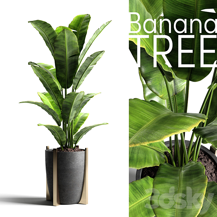 Banana tree 2 3DS Max - thumbnail 1