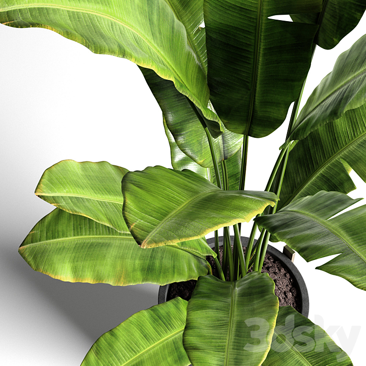 Banana tree 2 3DS Max - thumbnail 2