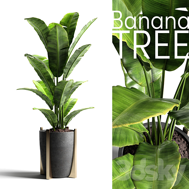 Banana tree 2 3DSMax File - thumbnail 1