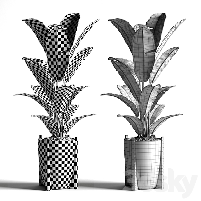 Banana tree 2 3DSMax File - thumbnail 3