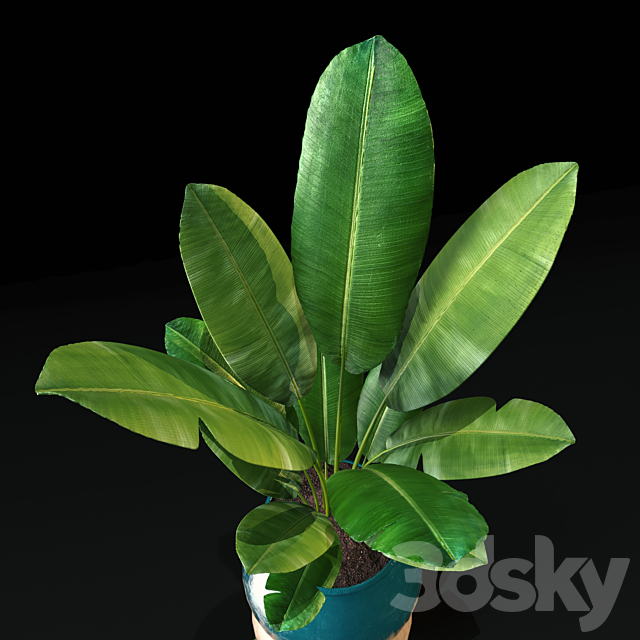 banana tree 3DS Max Model - thumbnail 2