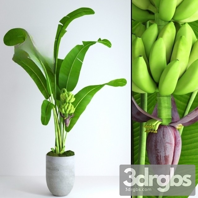 Banana Tree With Moss 3dsmax Download - thumbnail 1