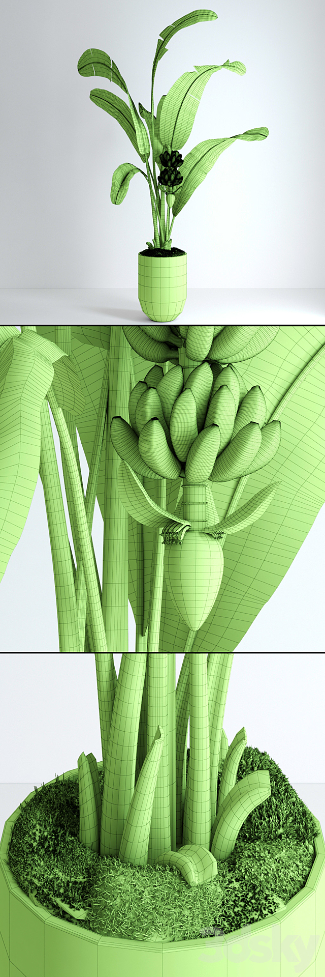 Banana tree with moss 3DSMax File - thumbnail 3