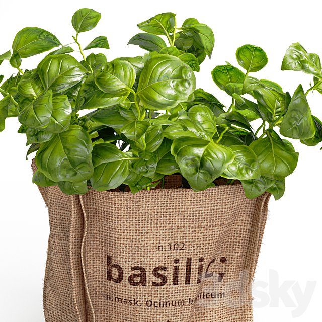 Basil in burlap (microgreens) 3ds Max - thumbnail 3