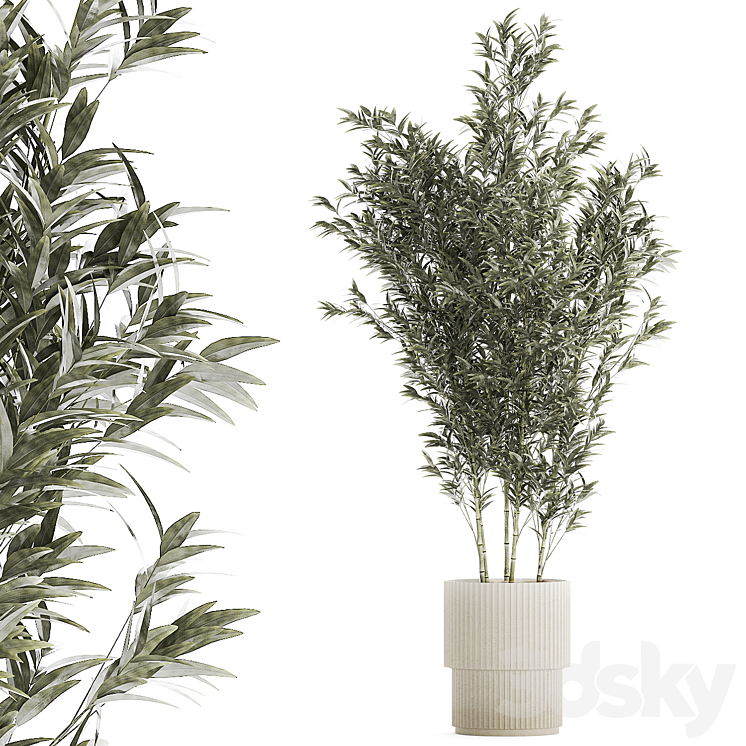 Beautiful Bamboo bush in a white flower pot. Plant collection 1272 3DS Max Model - thumbnail 1