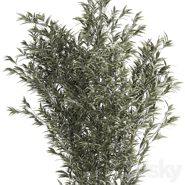 Beautiful Bamboo bush in a white flower pot. Plant collection 1272 3DS Max Model - thumbnail 2