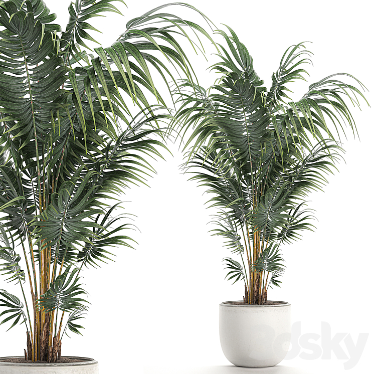 Beautiful decorative lush indoor palm tree in a white modern pot with Hovea kentia neanta. Set 518. 3DS Max - thumbnail 1