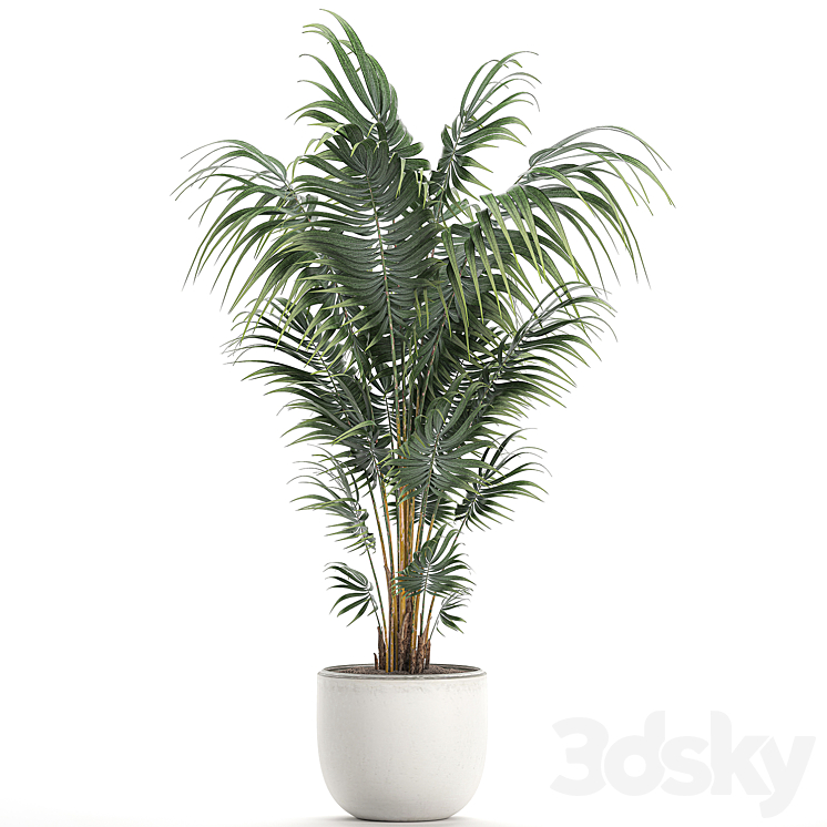 Beautiful decorative lush indoor palm tree in a white modern pot with Hovea kentia neanta. Set 518. 3DS Max - thumbnail 2