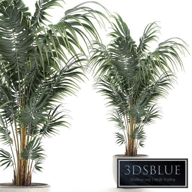 Beautiful decorative lush indoor palm tree in a white modern pot with Hovea kentia neanta. Set 518. 3DS Max - thumbnail 3