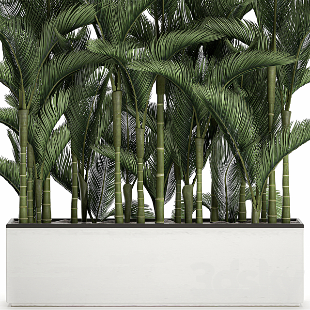 Beautiful decorative lush thickets of palm trees in a white potted flowerbed with palm Dipsis. Set 671. 3DS Max Model - thumbnail 2