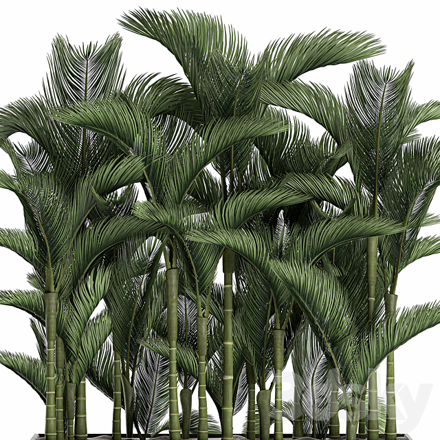 Beautiful decorative lush thickets of palm trees in a white potted flowerbed with palm Dipsis. Set 671. 3DS Max Model - thumbnail 3