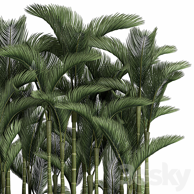 Beautiful decorative lush thickets of palm trees in a white potted flowerbed with palm Dipsis. Set 671. 3DS Max Model - thumbnail 4