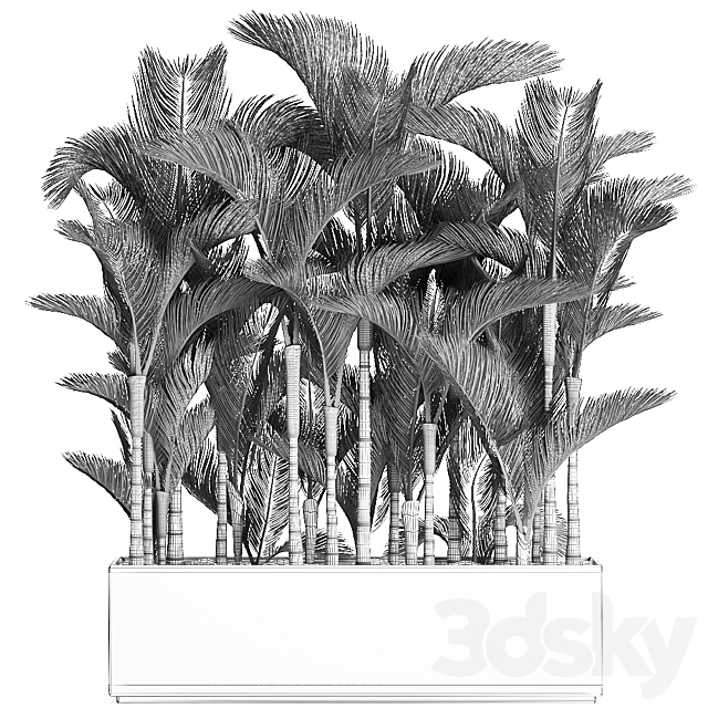 Beautiful decorative lush thickets of palm trees in a white potted flowerbed with palm Dipsis. Set 671. 3DS Max Model - thumbnail 5