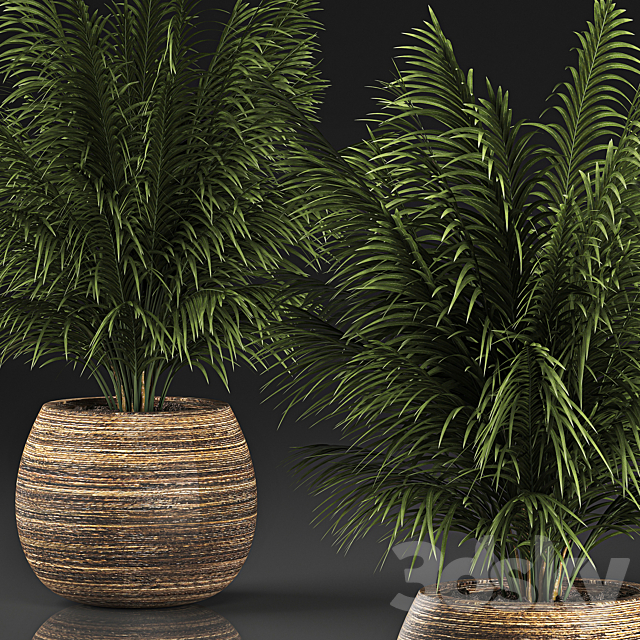 Beautiful decorative small lush bush palm tree in a basket. 827. 3DS Max Model - thumbnail 2