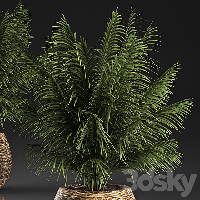 Beautiful decorative small lush bush palm tree in a basket. 827. 3DS Max Model - thumbnail 3