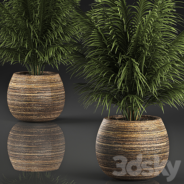 Beautiful decorative small lush bush palm tree in a basket. 827. 3DS Max Model - thumbnail 4