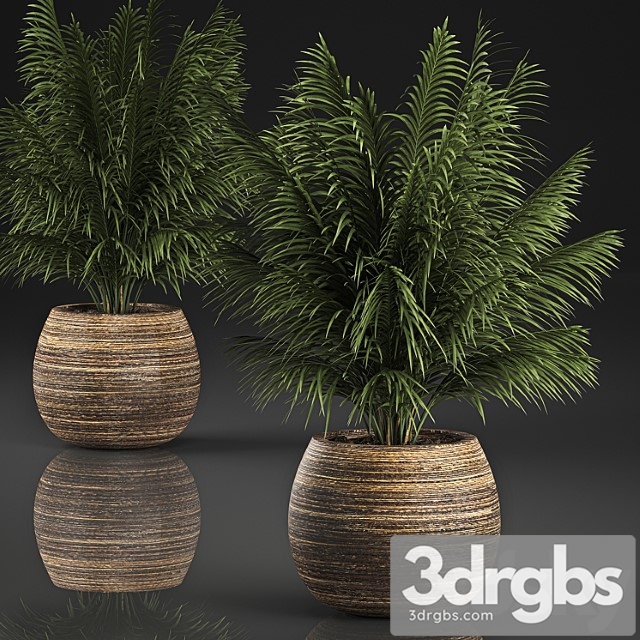 Beautiful decorative small lush bush palm tree in a basket. 827. - thumbnail 1