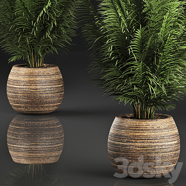 Beautiful decorative small lush bush palm tree in a basket. 828. 3DS Max Model - thumbnail 2