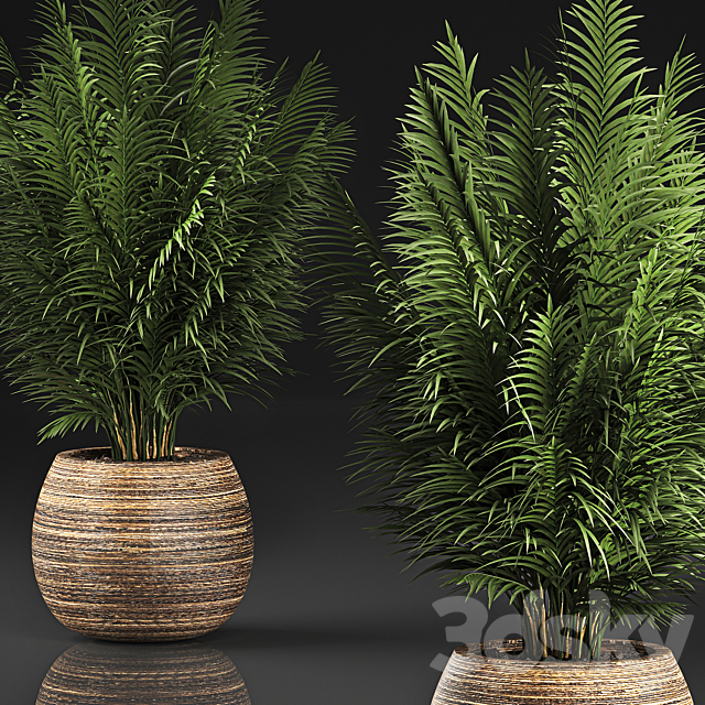 Beautiful decorative small lush bush palm tree in a basket. 828. 3DS Max Model - thumbnail 3