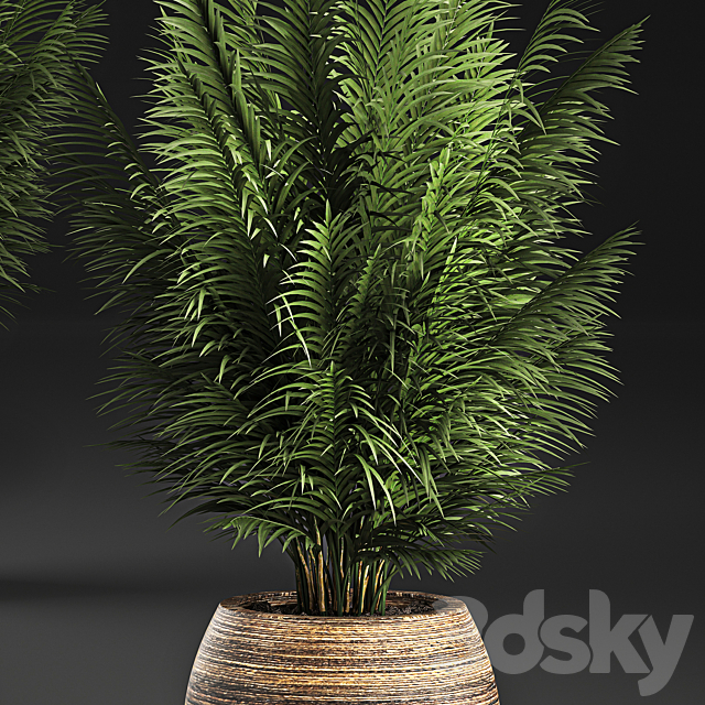 Beautiful decorative small lush bush palm tree in a basket. 828. 3DS Max Model - thumbnail 4