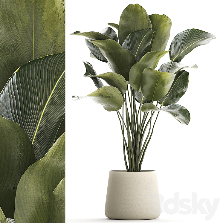 Beautiful exotic bush plant Calathea lutea in a pot. 1300 3DS Max Model - thumbnail 1