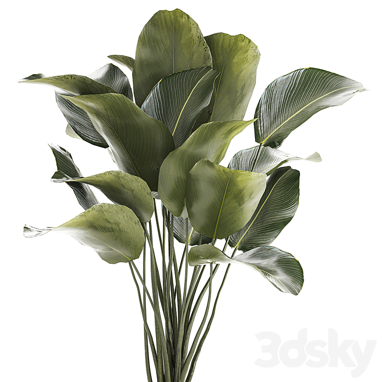 Beautiful exotic bush plant Calathea lutea in a pot. 1300 3DS Max Model - thumbnail 2