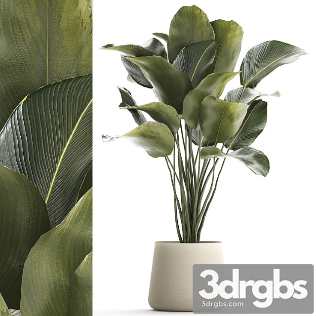 Beautiful Exotic Bush Plant Calathea Lutea In A Pot 1300 3dsmax Download - thumbnail 1