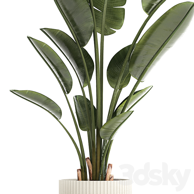 Beautiful exotic plant in a flower pot for interior decor Strelitzia Ravenala. 1252 3DS Max Model - thumbnail 2