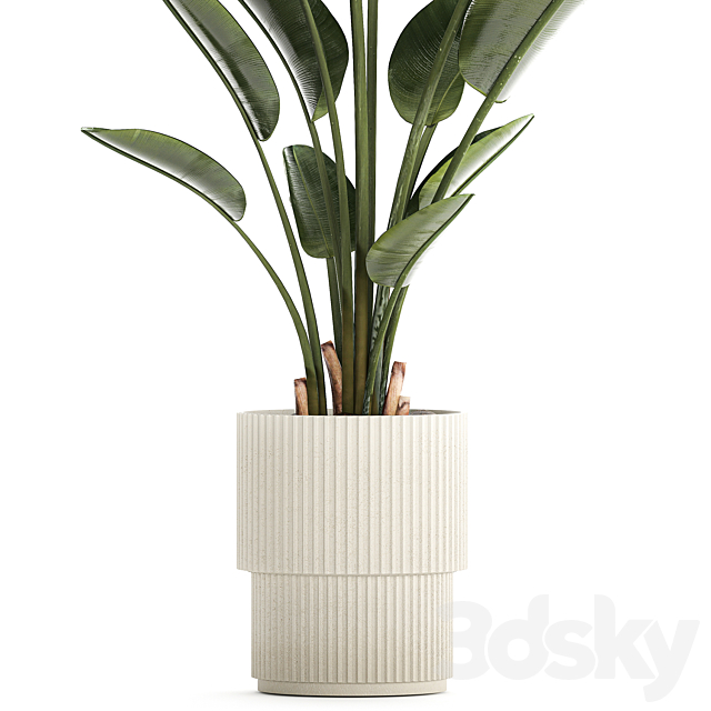 Beautiful exotic plant in a flower pot for interior decor Strelitzia Ravenala. 1252 3DS Max Model - thumbnail 3