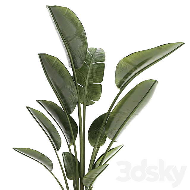 Beautiful exotic plant in a flower pot for interior decor Strelitzia Ravenala. 1252 3DS Max Model - thumbnail 4