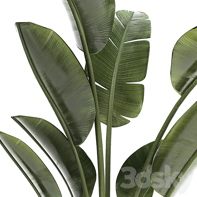 Beautiful exotic plant in a flower pot for interior decor Strelitzia Ravenala. 1252 3DS Max Model - thumbnail 5