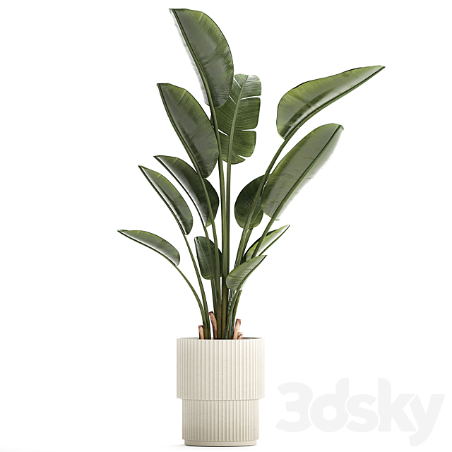 Beautiful exotic plant in a flower pot for interior decor Strelitzia Ravenala. 1252 3DS Max Model - thumbnail 6