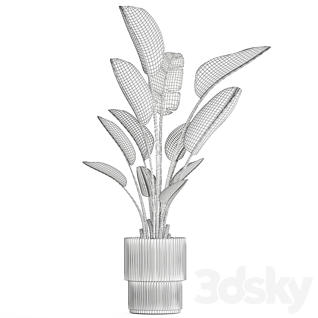 Beautiful exotic plant in a flower pot for interior decor Strelitzia Ravenala. 1252 3DS Max Model - thumbnail 7